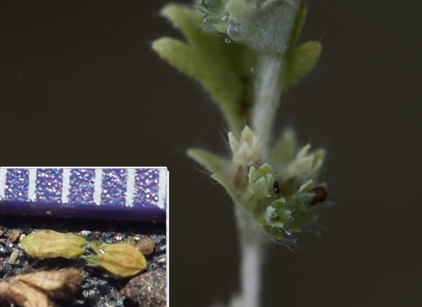 Parsley Piert fruit